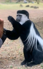 Colobus guereza