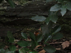 Erithacus rubecula