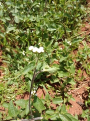 Ageratum conyzoides