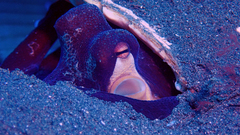 Amphioctopus marginatus