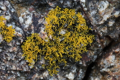 Polycauliona coralloides