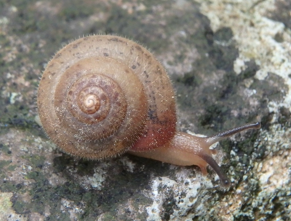 Ganula lanuginosa