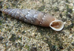 Papillifera papillaris