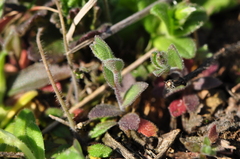 Arabis recta