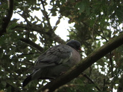 Columba palumbus