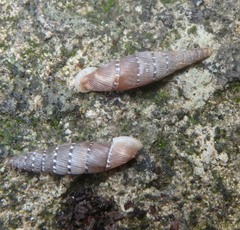 Papillifera papillaris