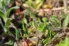 Arabis recta