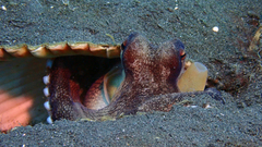 Amphioctopus marginatus