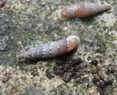Papillifera papillaris