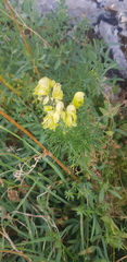 Aconitum anthora