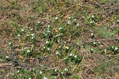 Buglossoides