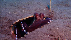Amphioctopus marginatus