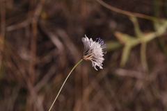 Cephalaria transsylvanica