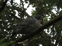 Columba palumbus