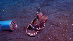 Amphioctopus marginatus