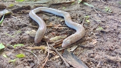 Amphisbaena vermicularis