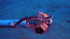 Amphioctopus marginatus