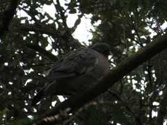 Columba palumbus