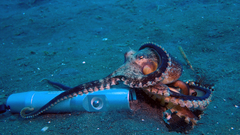 Amphioctopus marginatus