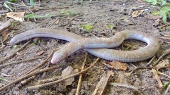 Amphisbaena vermicularis