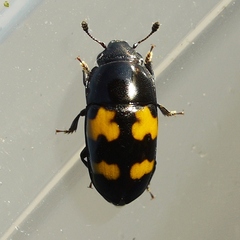 Glischrochilus fasciatus