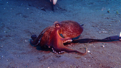 Amphioctopus marginatus