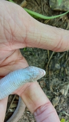 Amphisbaena vermicularis