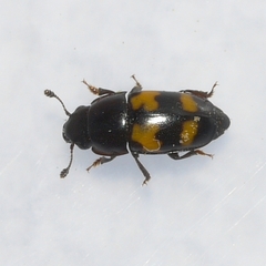 Glischrochilus fasciatus