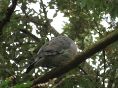 Columba palumbus