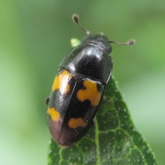 Glischrochilus fasciatus
