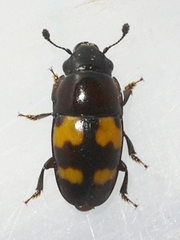 Glischrochilus fasciatus