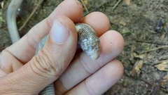 Amphisbaena vermicularis