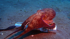 Amphioctopus marginatus