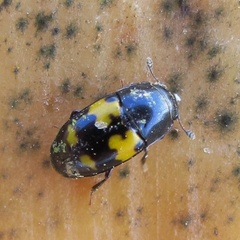 Glischrochilus fasciatus