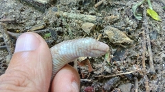 Amphisbaena vermicularis