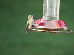 Calypte anna