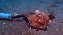 Amphioctopus marginatus