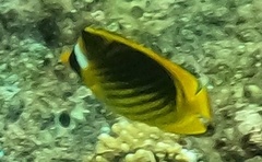Chaetodon fasciatus