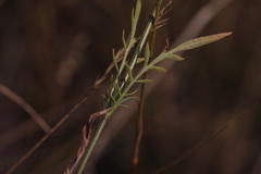 Cephalaria transsylvanica
