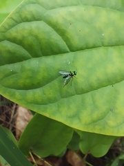 Condylostylus longicornis
