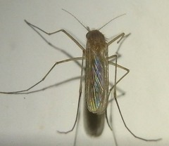 Culex pipiens