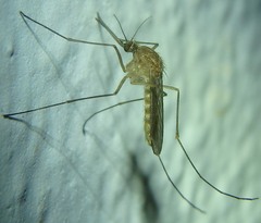 Culex pipiens