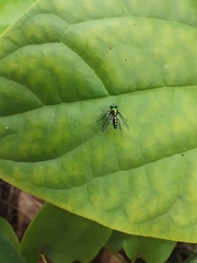 Condylostylus longicornis