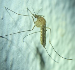 Culex pipiens