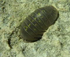 Armadillidium granulatum