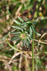 Galium glaucum