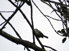 Parus major