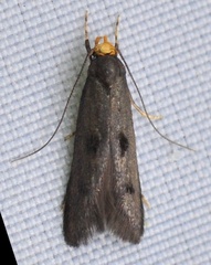 Spuleria flavicaput