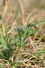 Galium glaucum
