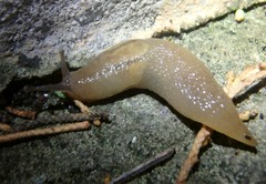 Ambigolimax valentianus